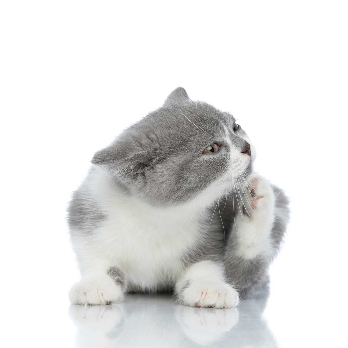 A cat scratching itself