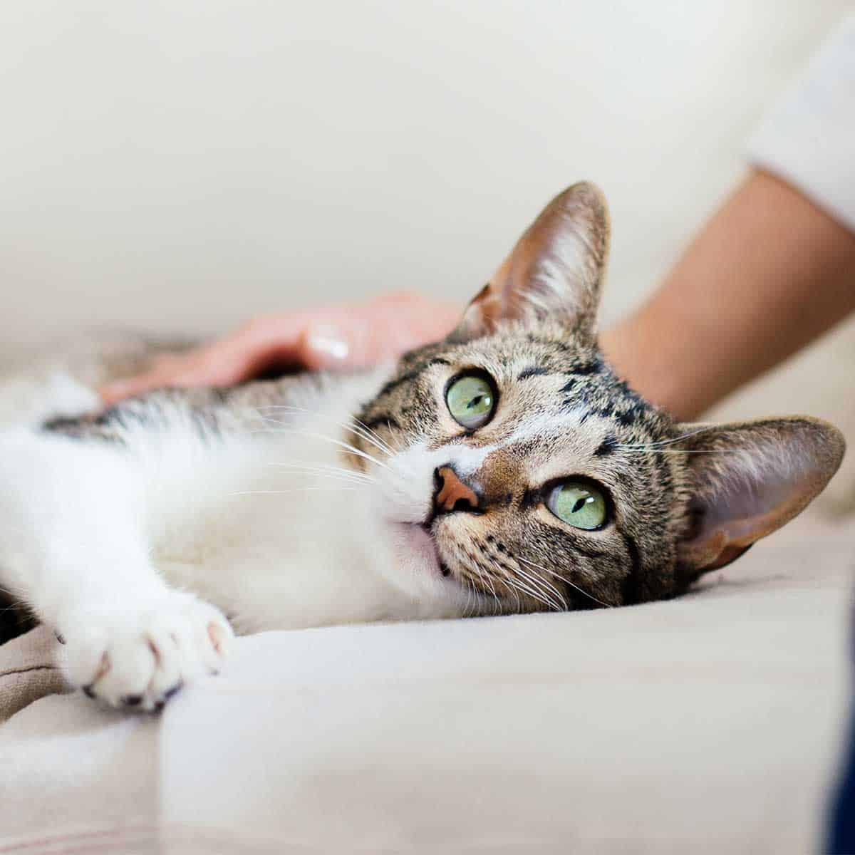 A cat laying on a pillow