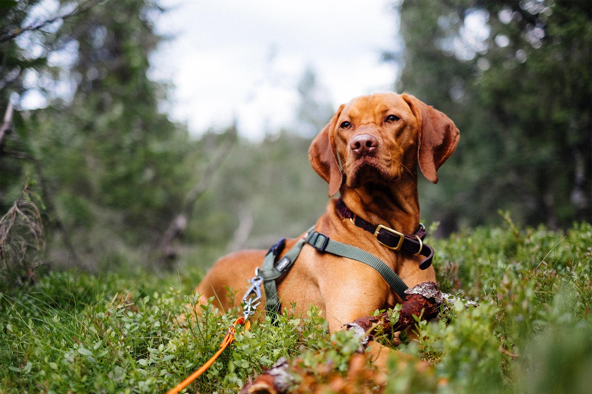 What Is Histoplasmosis In Dogs?