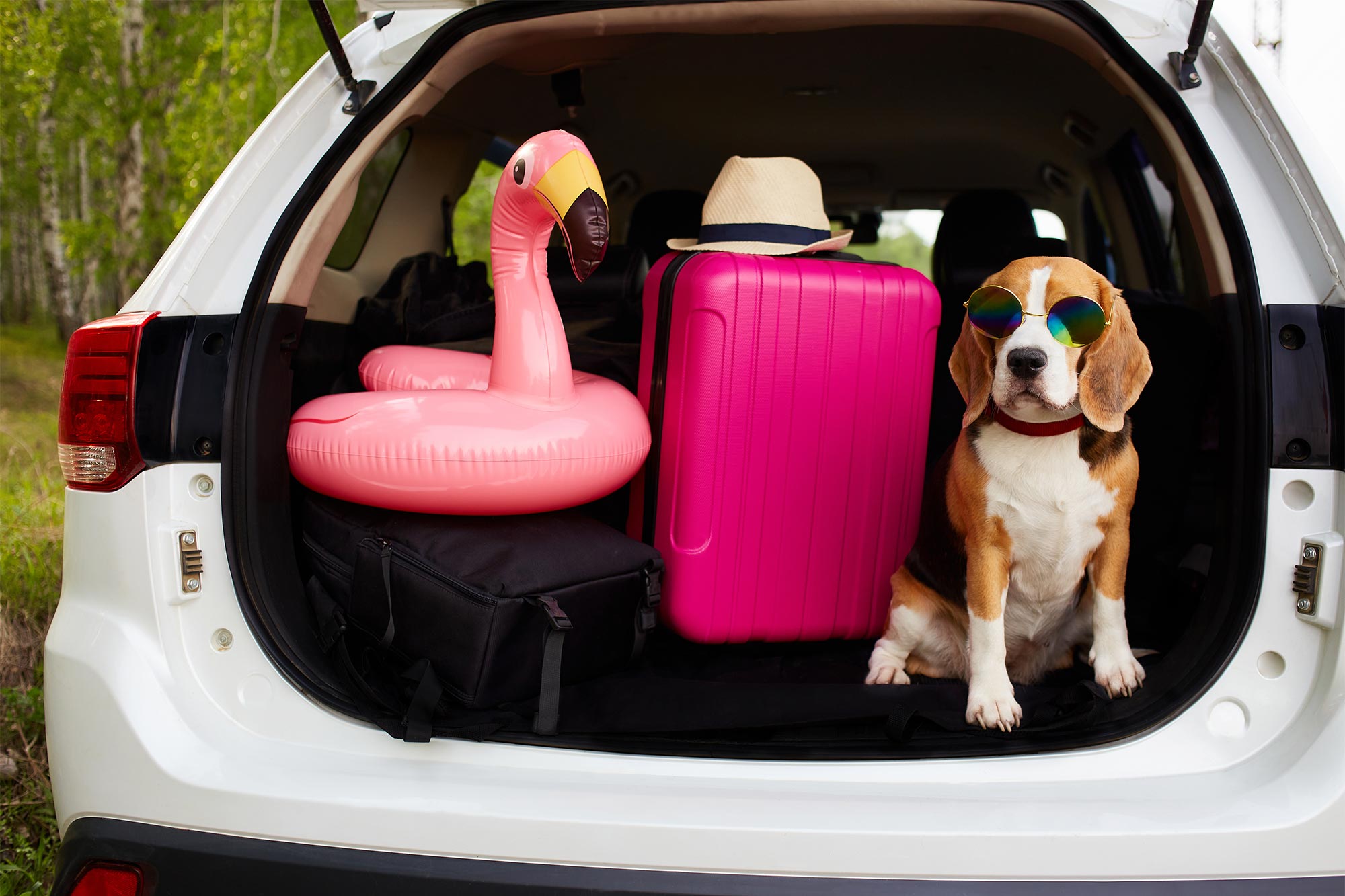 Summer Pet Travel Tips