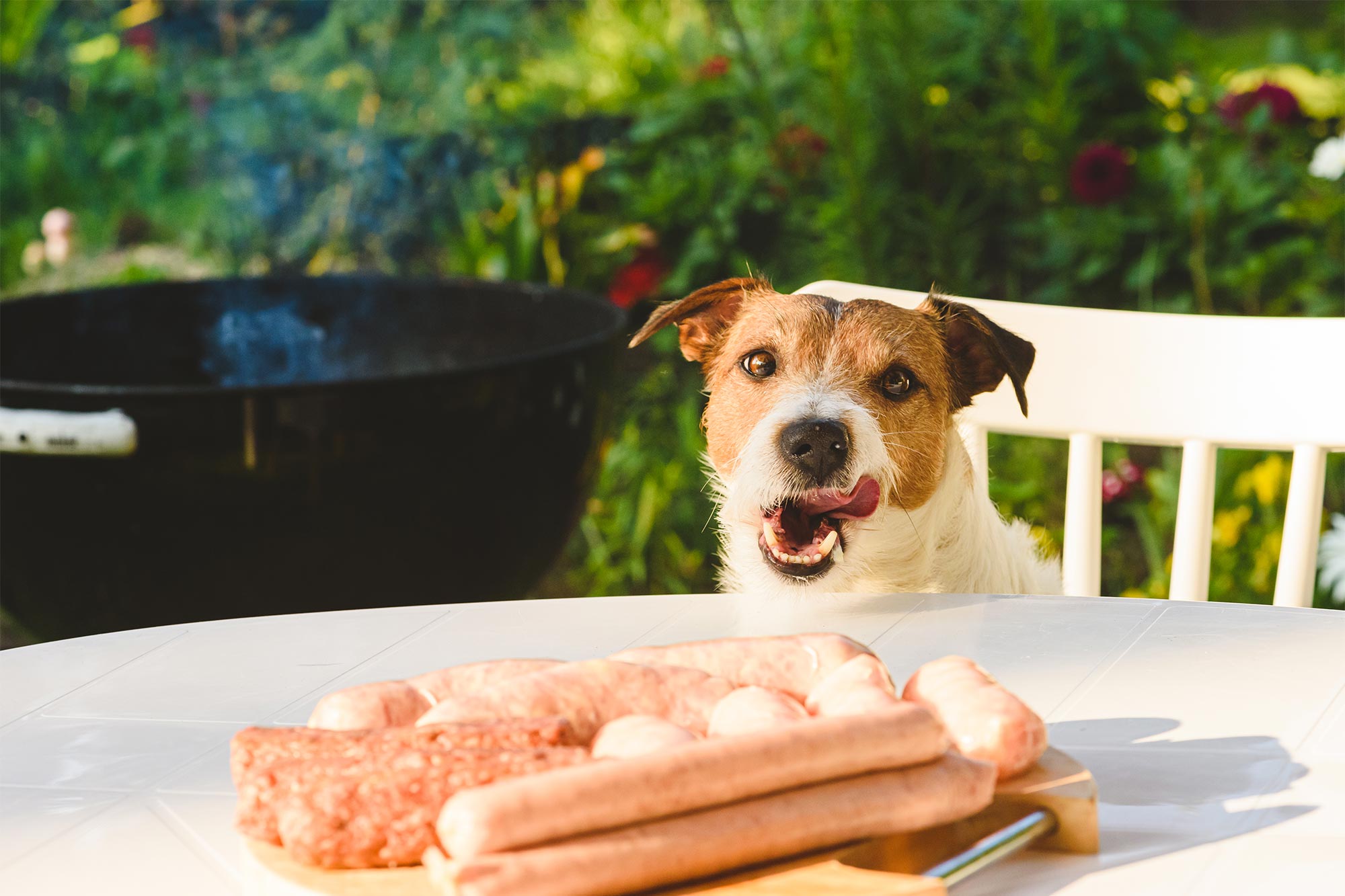 Harmful BBQ Foods You Shouldn’t Feed to Your Pet