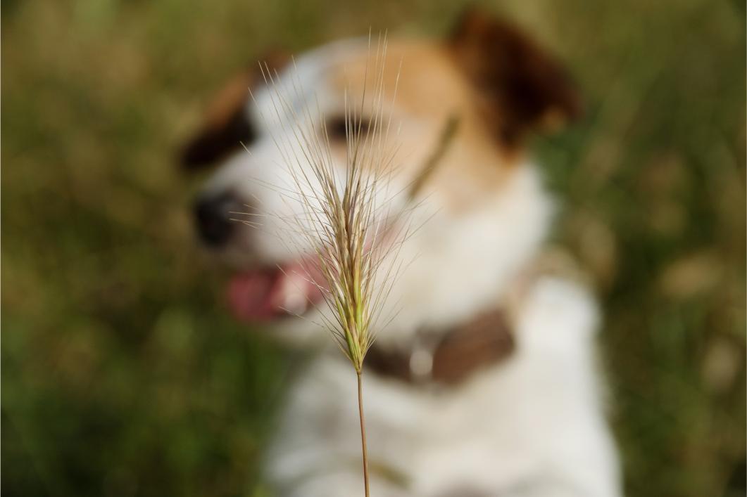 Foxtail Plants — Summer’s Stealthy Danger to Dogs