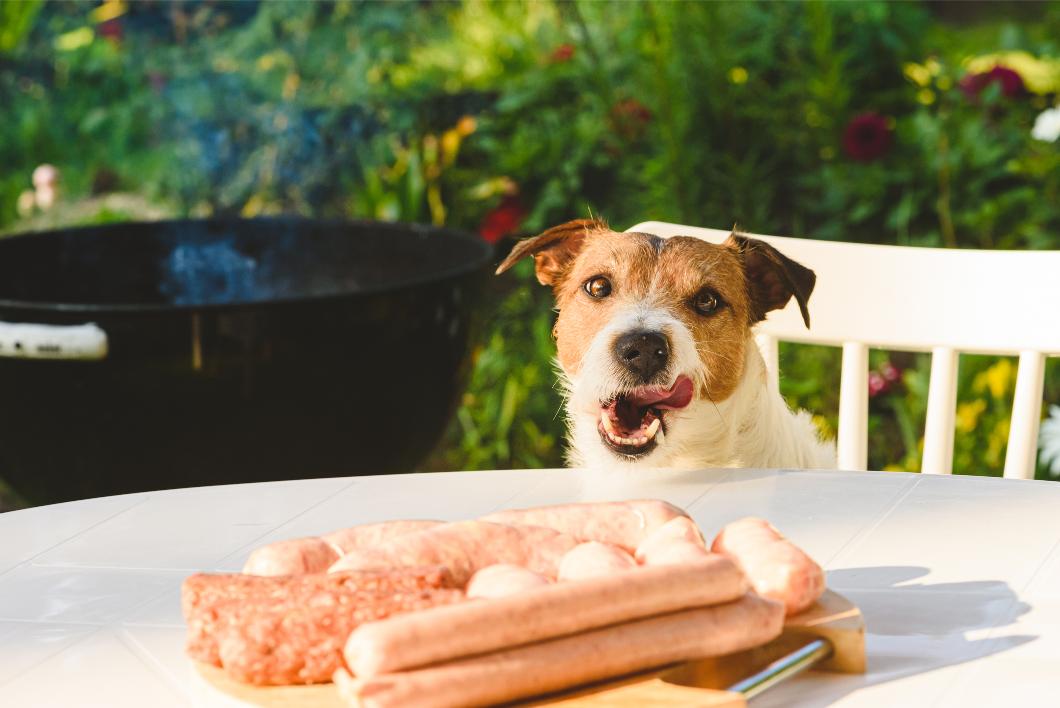 Harmful BBQ Foods You Shouldn’t Feed to Your Pet.