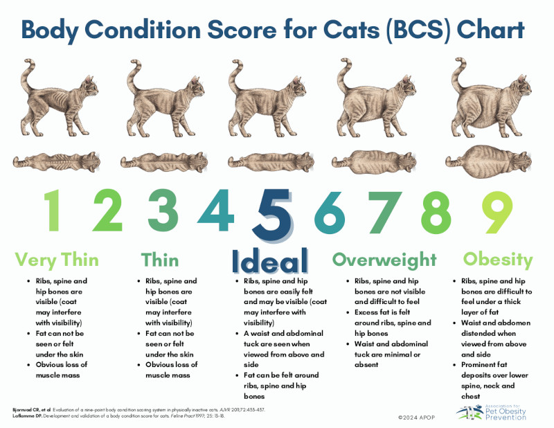 Cat BCS Chart