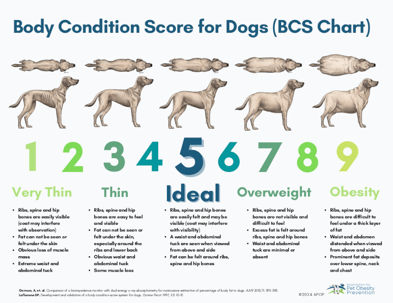 Dog BCS Chart