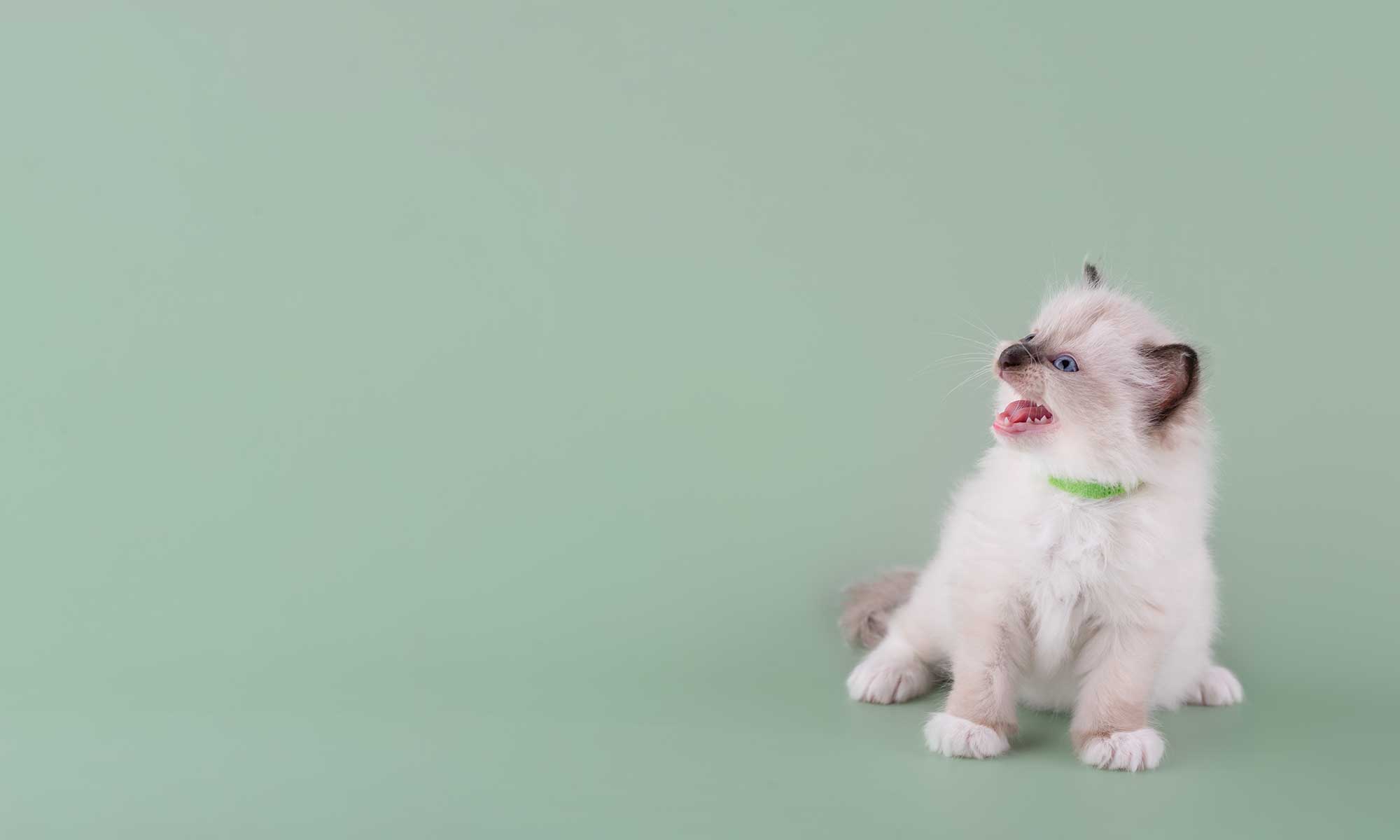 A kitten meowing