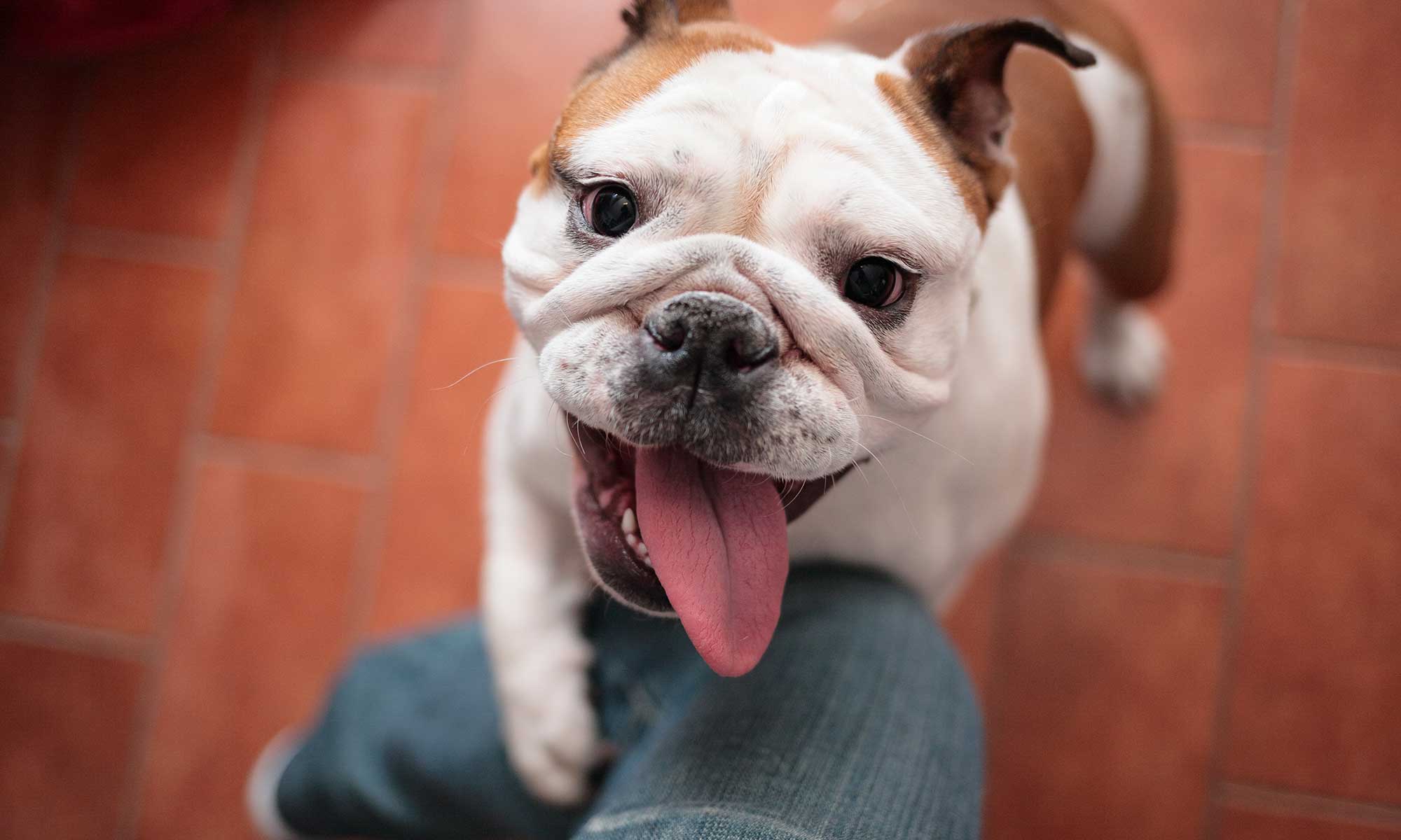 A bulldog jumping up for attention