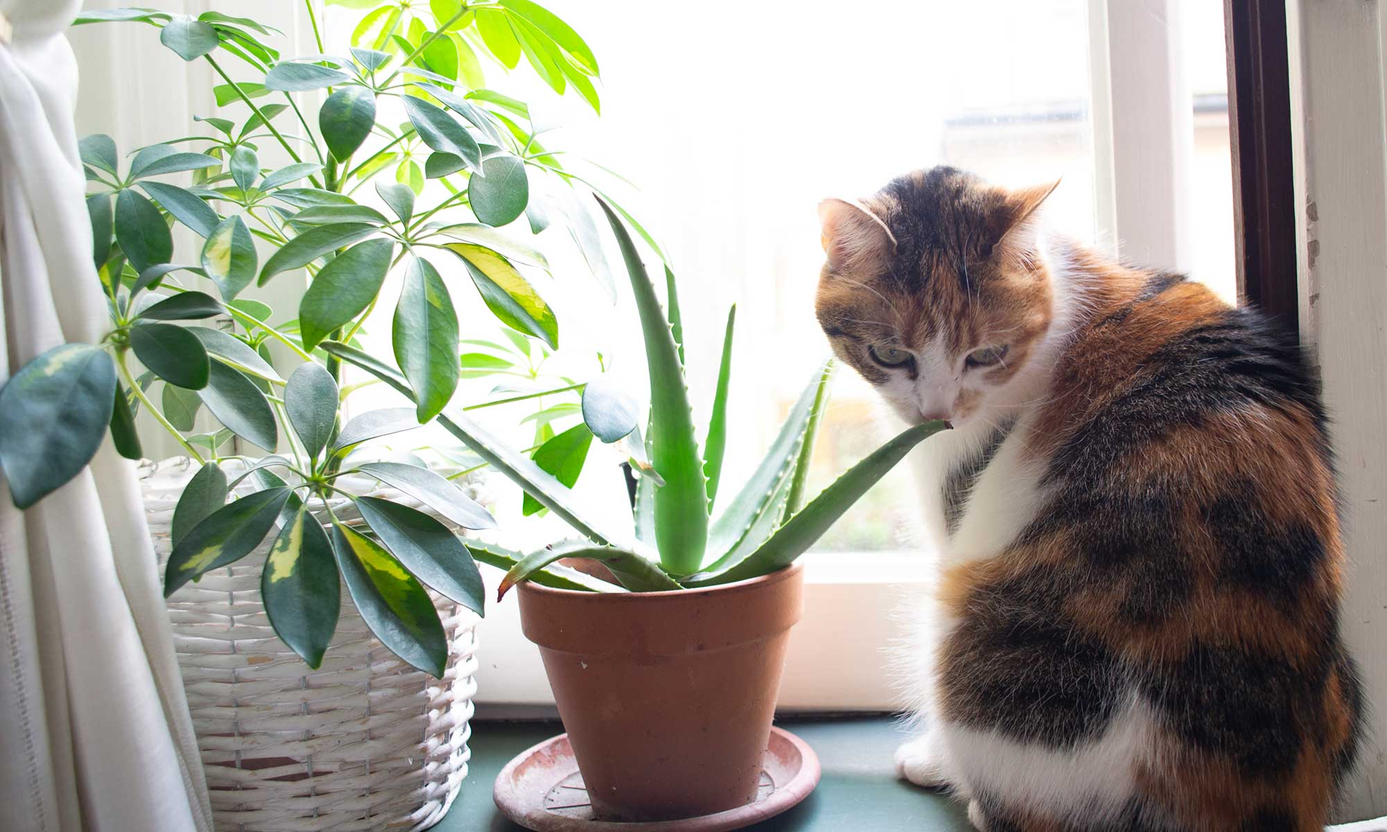 A cat sniffing a plant