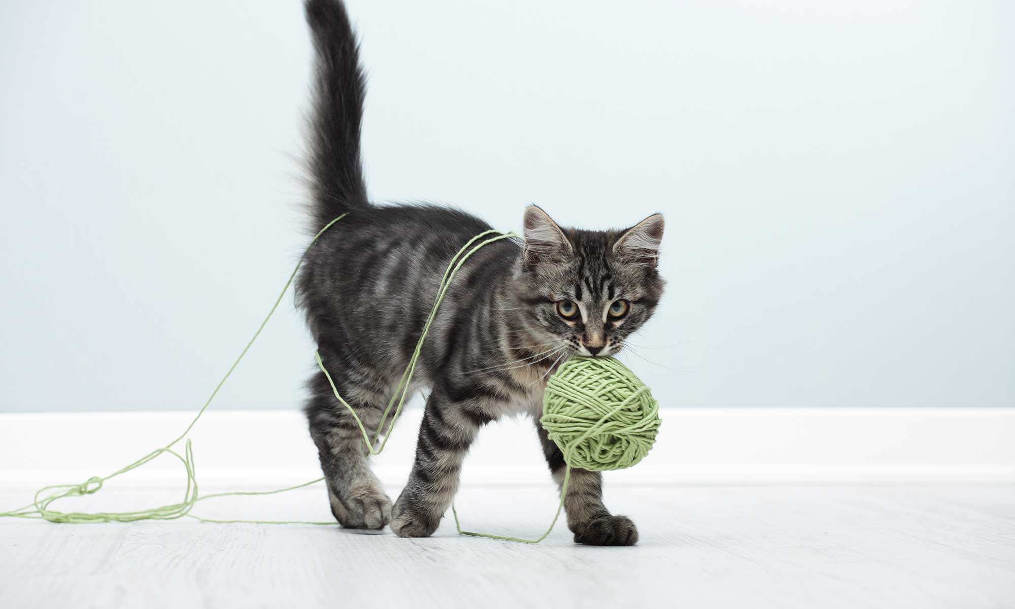 A kitten with a ball of twine